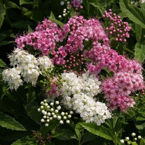 Spiraea japonica 'Genpei' tweekleurige bloei